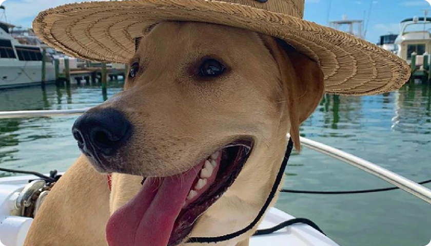 award-winning-services